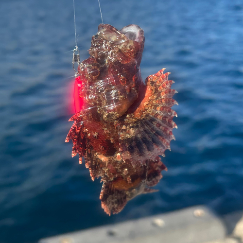 オニカサゴの釣果