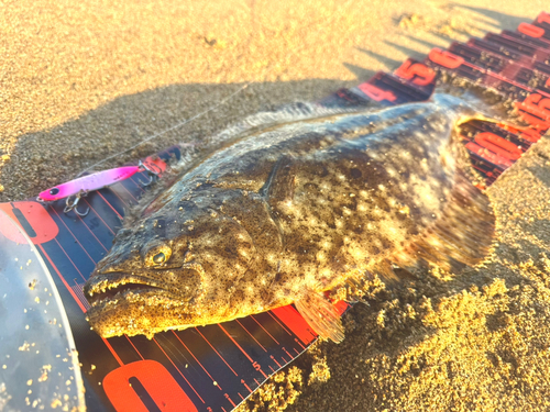 ヒラメの釣果