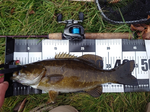 スモールマウスバスの釣果