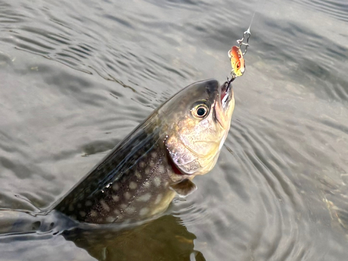 イワナの釣果