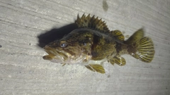 タケノコメバルの釣果