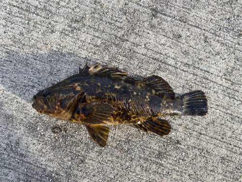 タケノコメバルの釣果