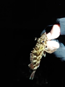 タケノコメバルの釣果