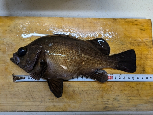 メバルの釣果