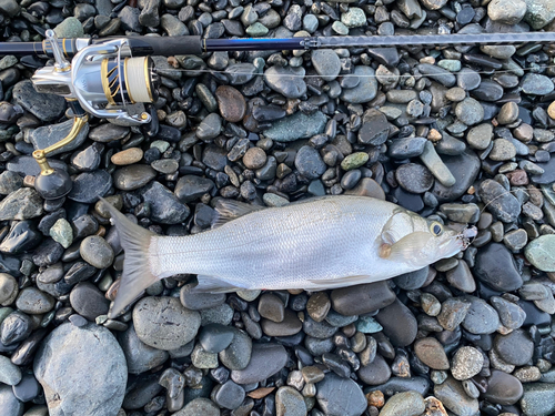 ヒラスズキの釣果