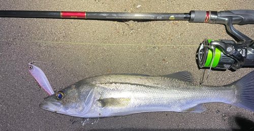 シーバスの釣果