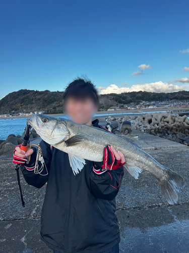 スズキの釣果