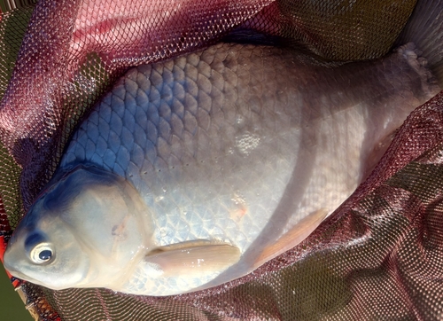 ヘラブナの釣果