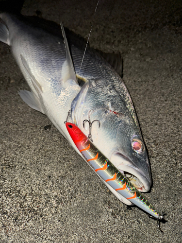 オオニベの釣果