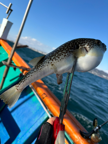 ショウサイフグの釣果