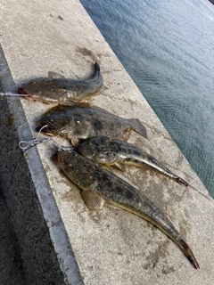 マゴチの釣果