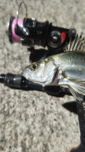 セイゴ（タイリクスズキ）の釣果