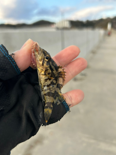 タケノコメバルの釣果