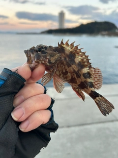 カサゴの釣果