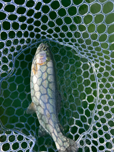 ニジマスの釣果