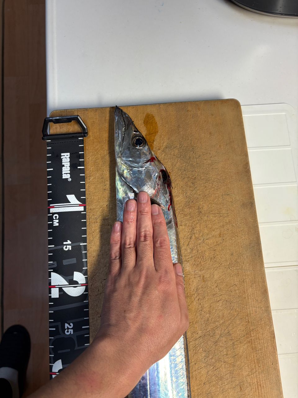 ぐっち@横浜さんの釣果 2枚目の画像