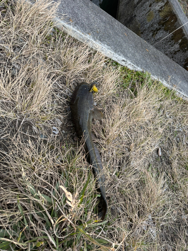 ニホンナマズの釣果