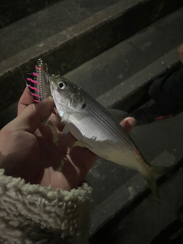 コハダの釣果