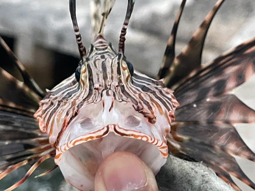 ハナミノカサゴの釣果