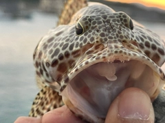 カンモンハタの釣果