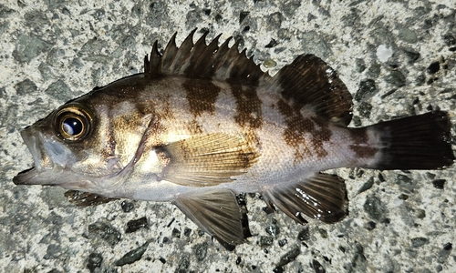 メバルの釣果