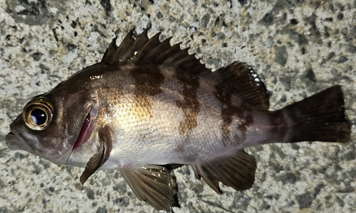 メバルの釣果