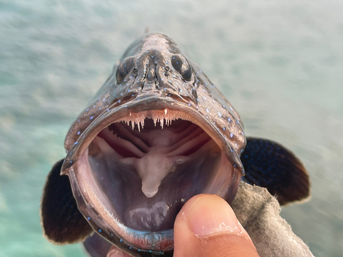 アオノメハタの釣果