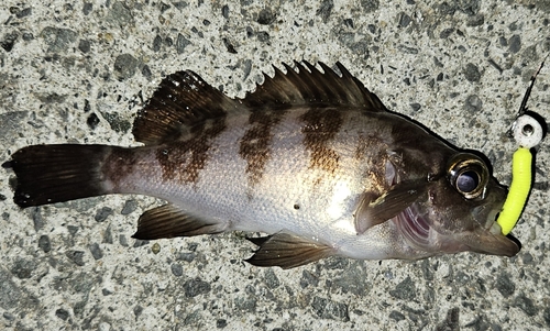 メバルの釣果