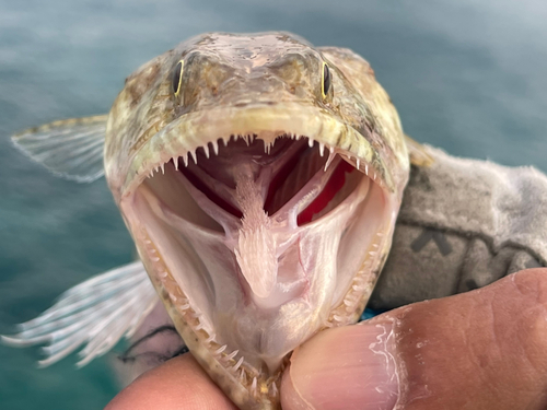 エソの釣果