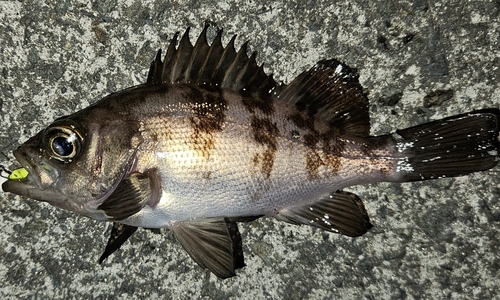 メバルの釣果