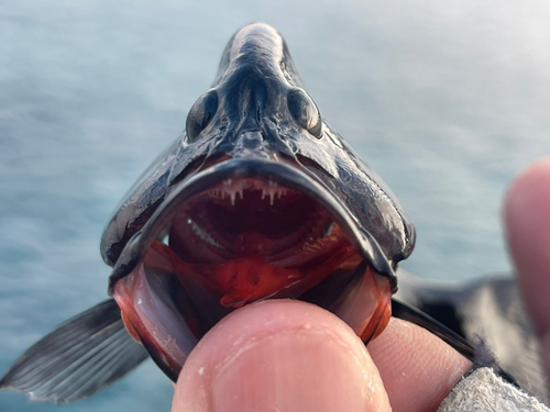 クロハタの釣果