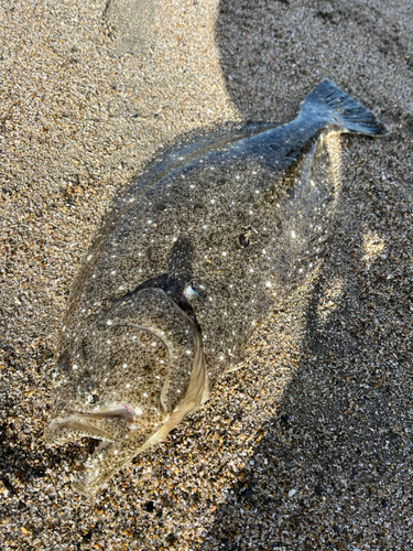 ヒラメの釣果