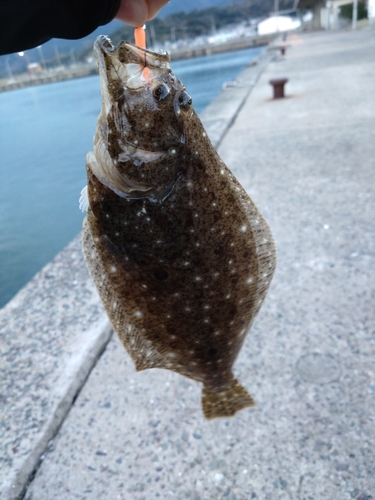 ヒラメの釣果