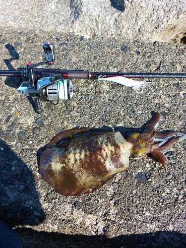 アオリイカの釣果