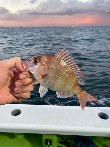 マダイの釣果