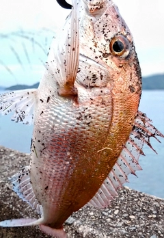 マダイの釣果