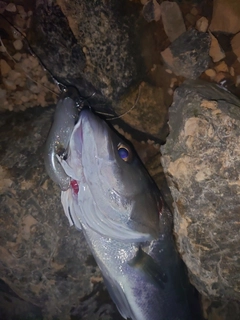 フッコ（マルスズキ）の釣果