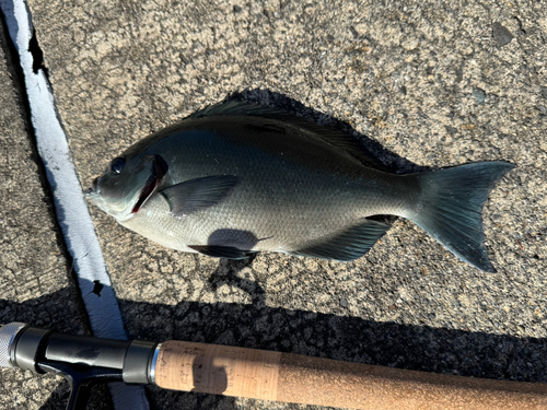 メジナの釣果