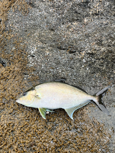 カンパチの釣果