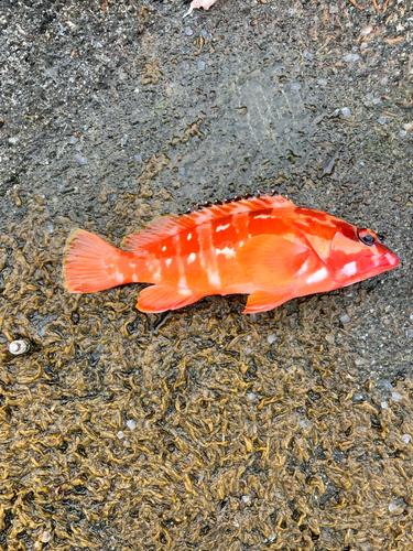 アカハタの釣果