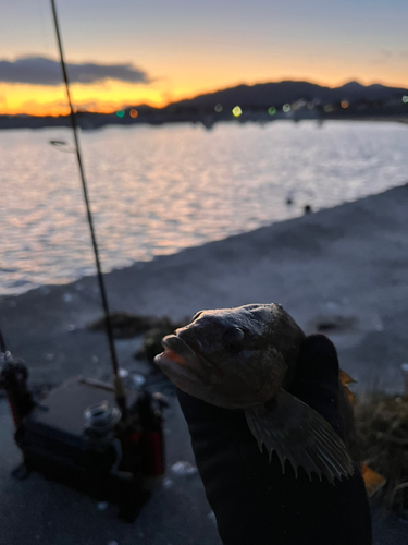 アイナメの釣果