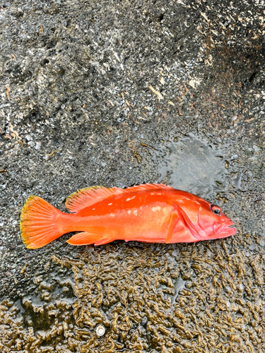 アカハタの釣果