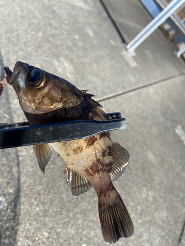 メバルの釣果