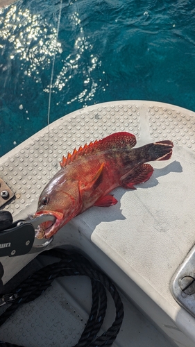 ニジハタの釣果