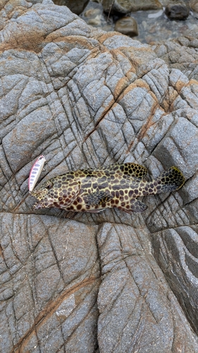 オオモンハタの釣果