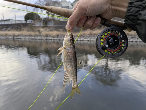 オイカワの釣果