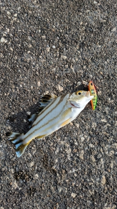 コトヒキの釣果