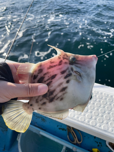 カワハギの釣果