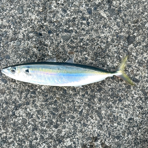 ムロアジの釣果