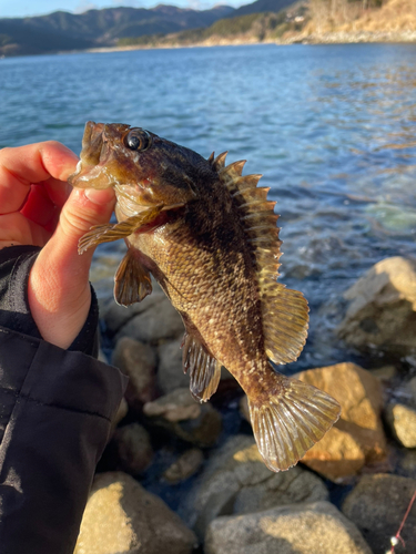 ソイの釣果